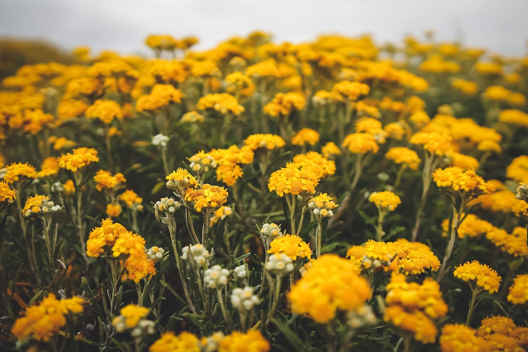 Photo Flower, Yellow