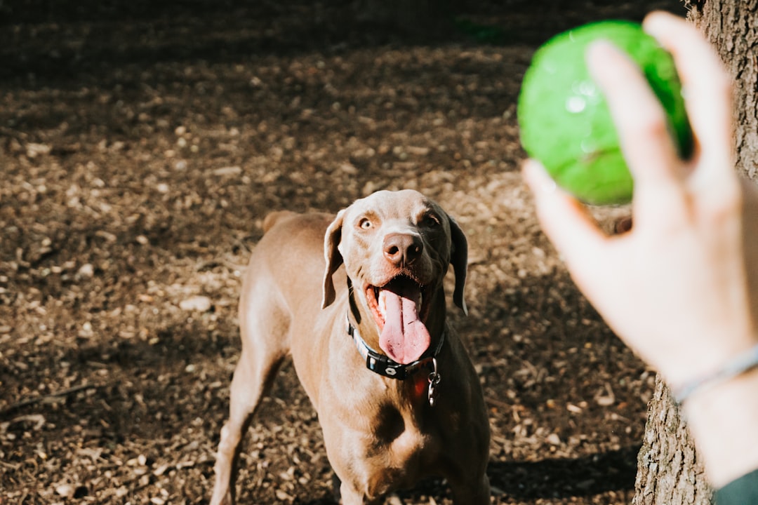 Photo Dog park